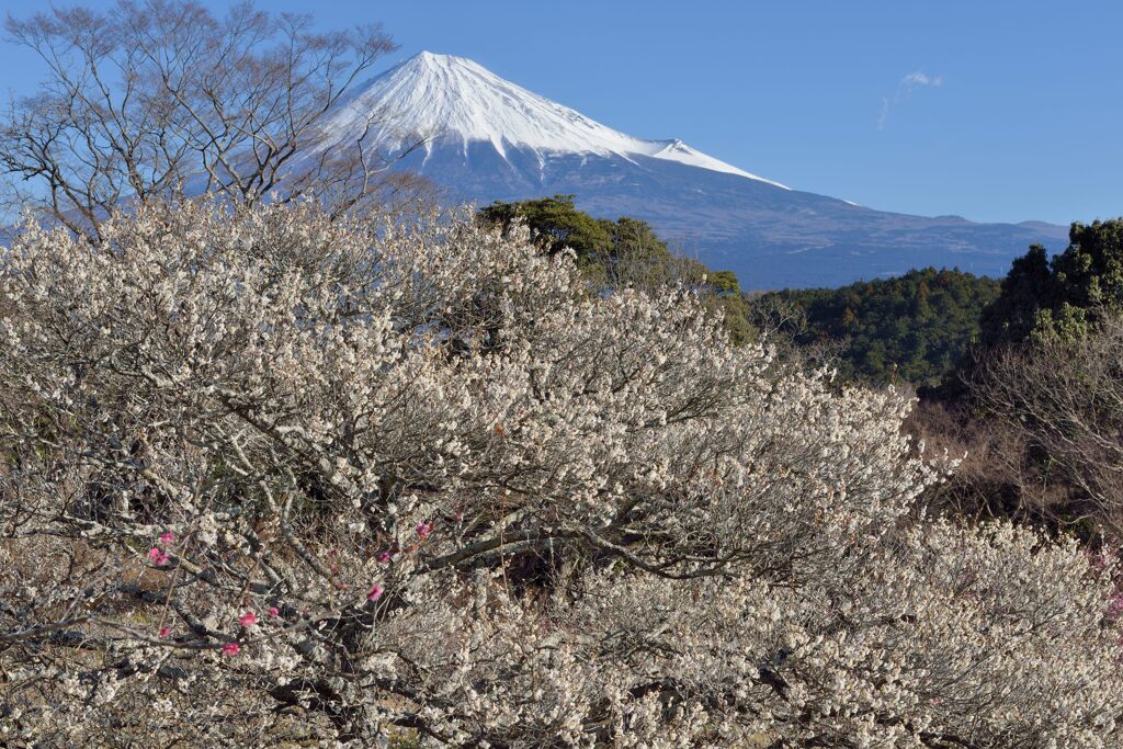 週末の富士山（新作1283）