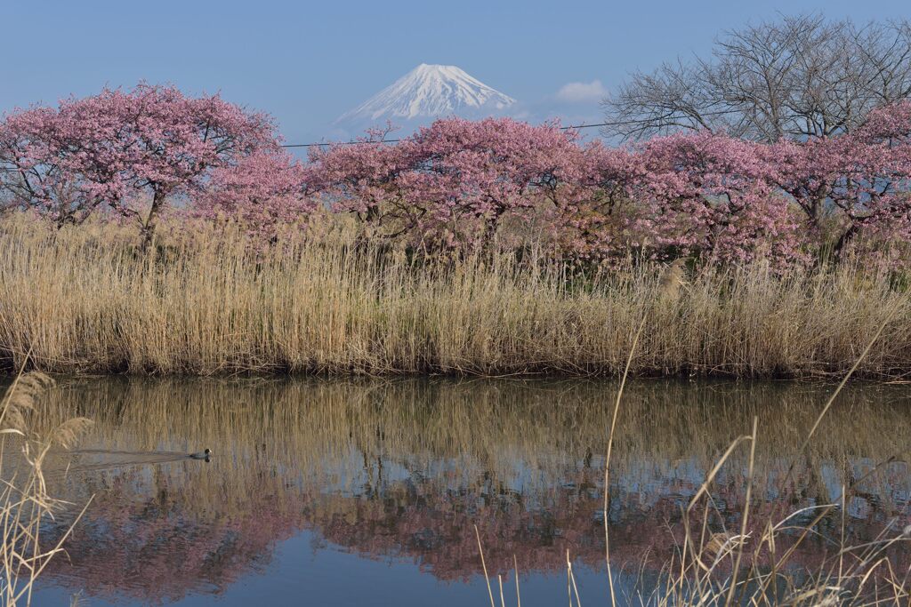 平日の富士山1037