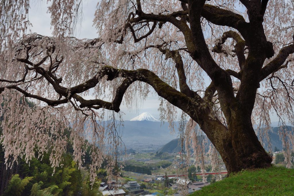 平日の富士山272
