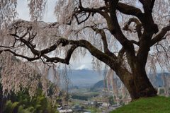 平日の富士山272