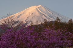週末の富士山（新作610）