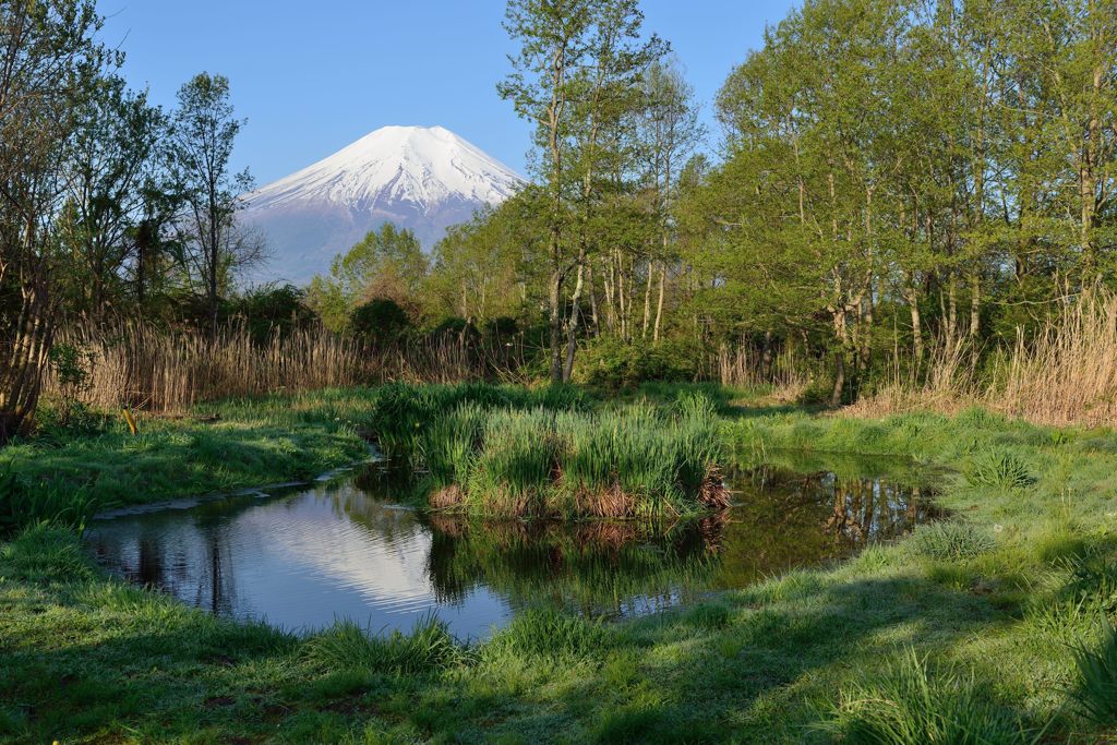 週末の富士山（新作829）
