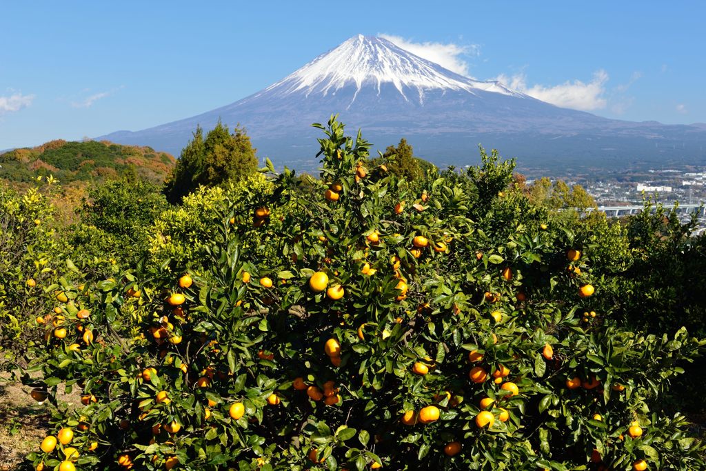 平日の富士山488