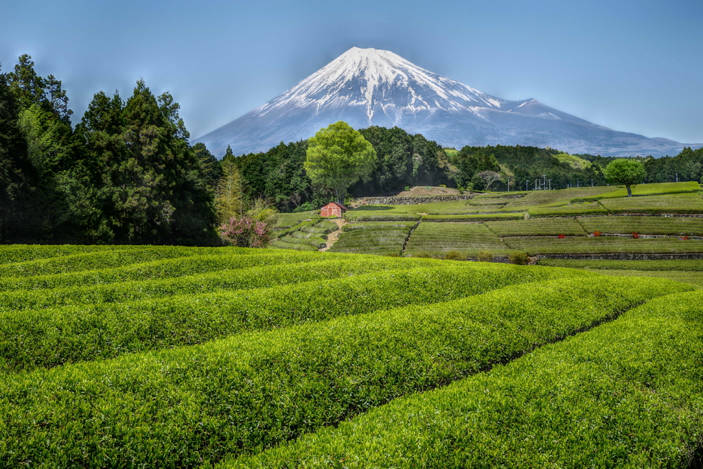 週末の富士山（新作653）