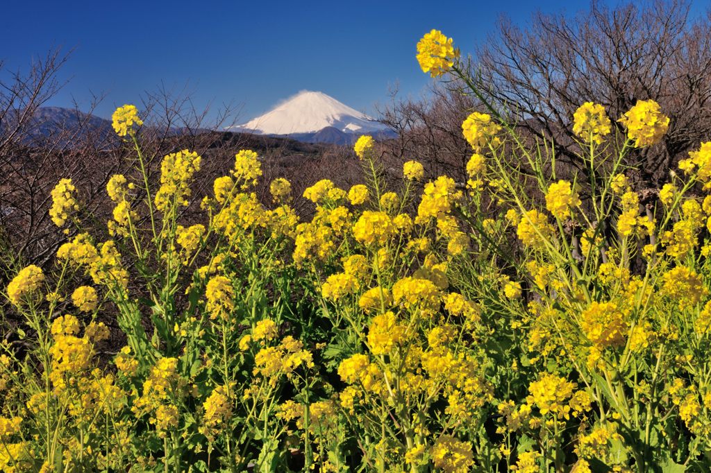 週末の富士山（新作147）