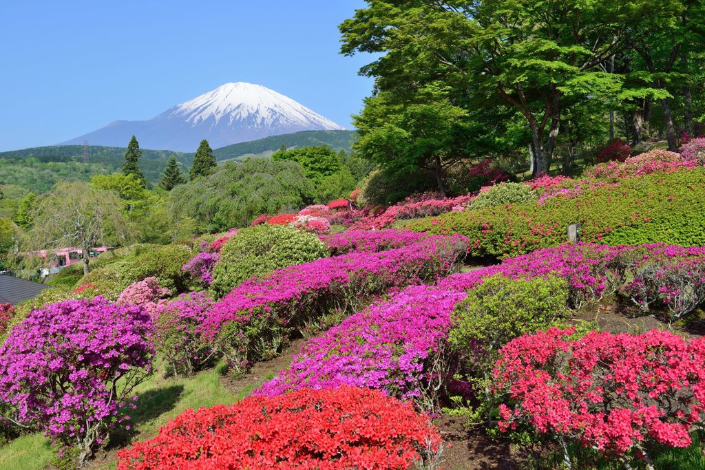 週末の富士山（新作838）