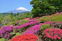 週末の富士山（新作838）