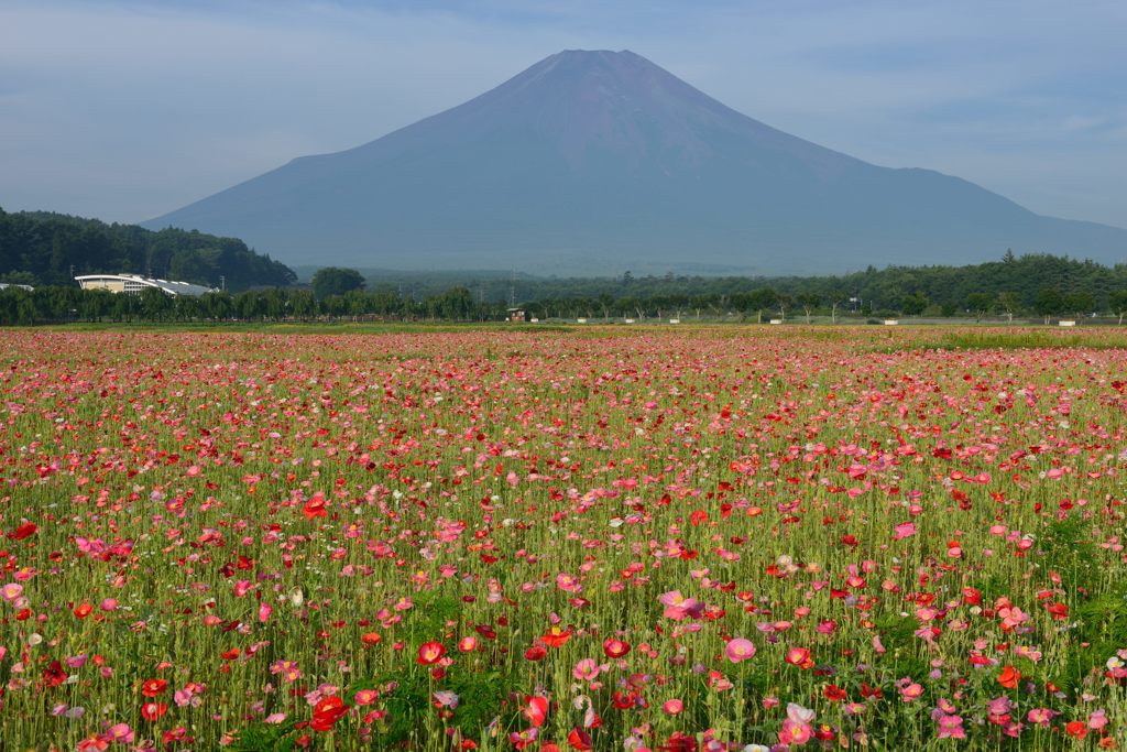 週末の富士山（新作948）