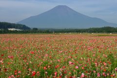 週末の富士山（新作948）
