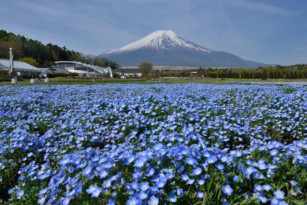 週末の富士山31