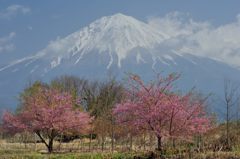 週末の富士山（新作180）