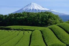 週末の富士山（新作1175）