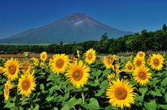 週末の富士山（新作270）