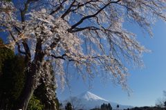 週末の富士山（新作188）