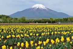 週末の富士山（新作889）
