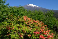 平日の富士山317
