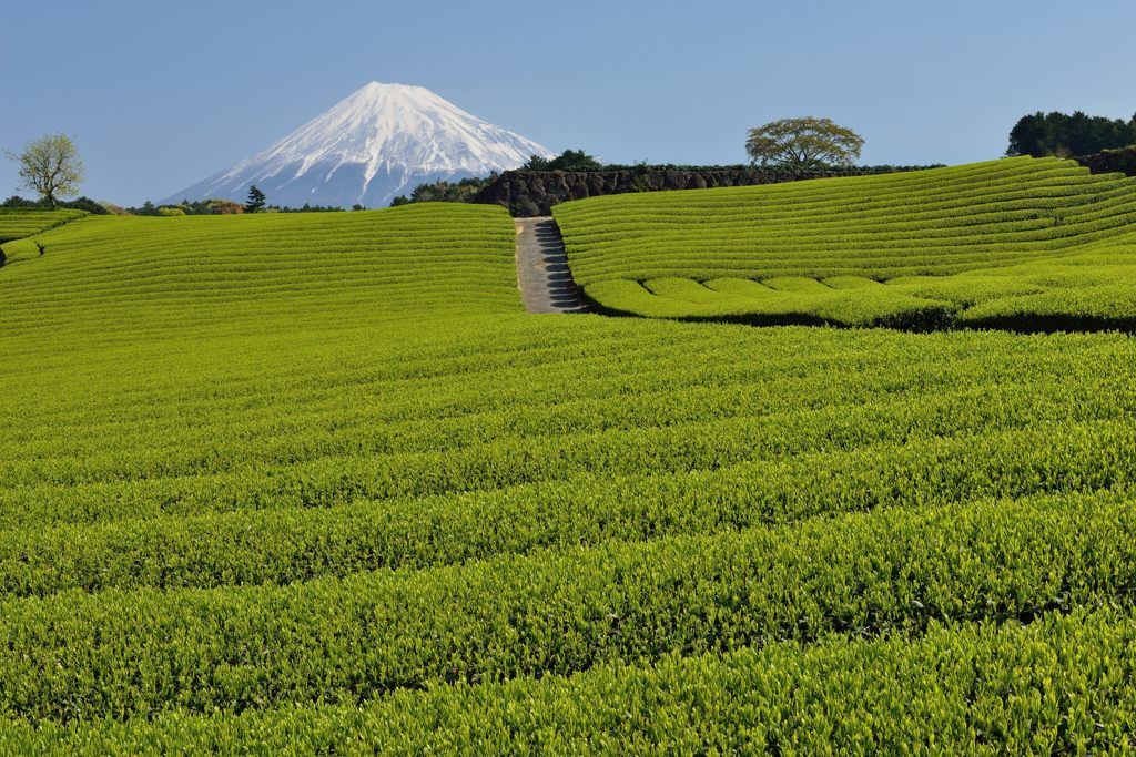 週末の富士山（新作615）
