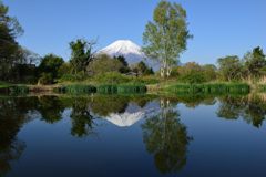 週末の富士山（新作831）