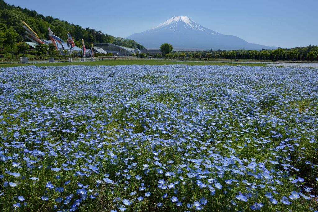 週末の富士山66