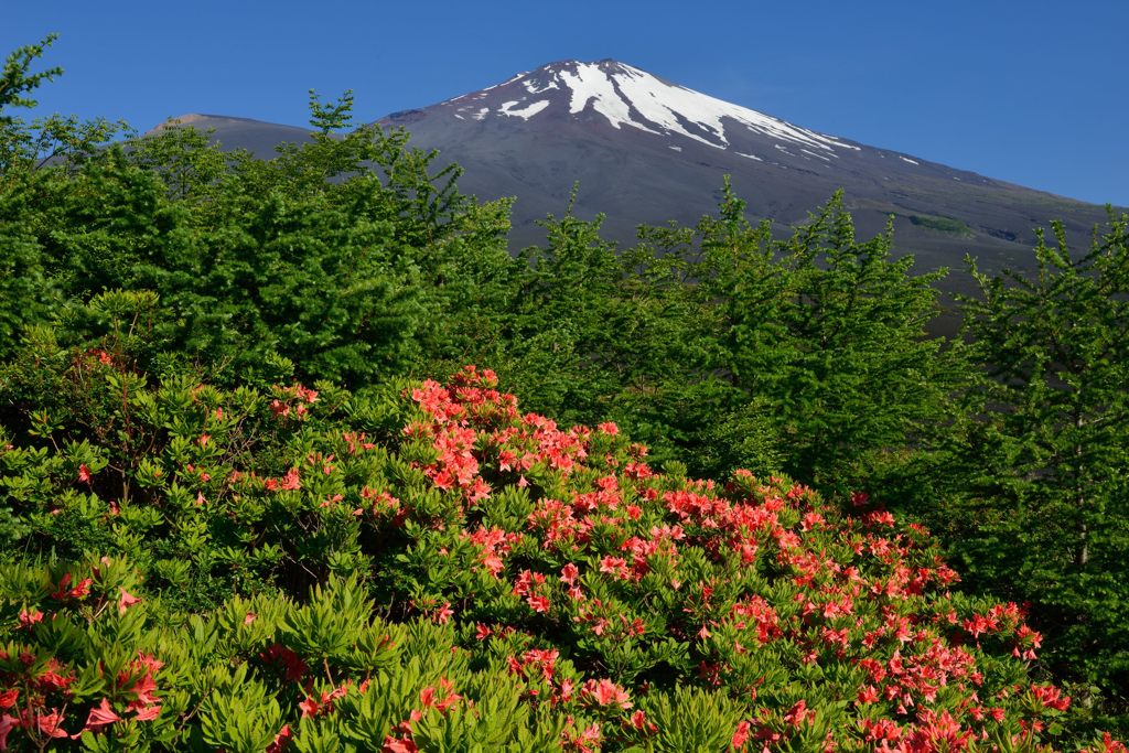 平日の富士山318