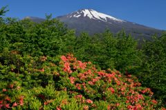 平日の富士山318