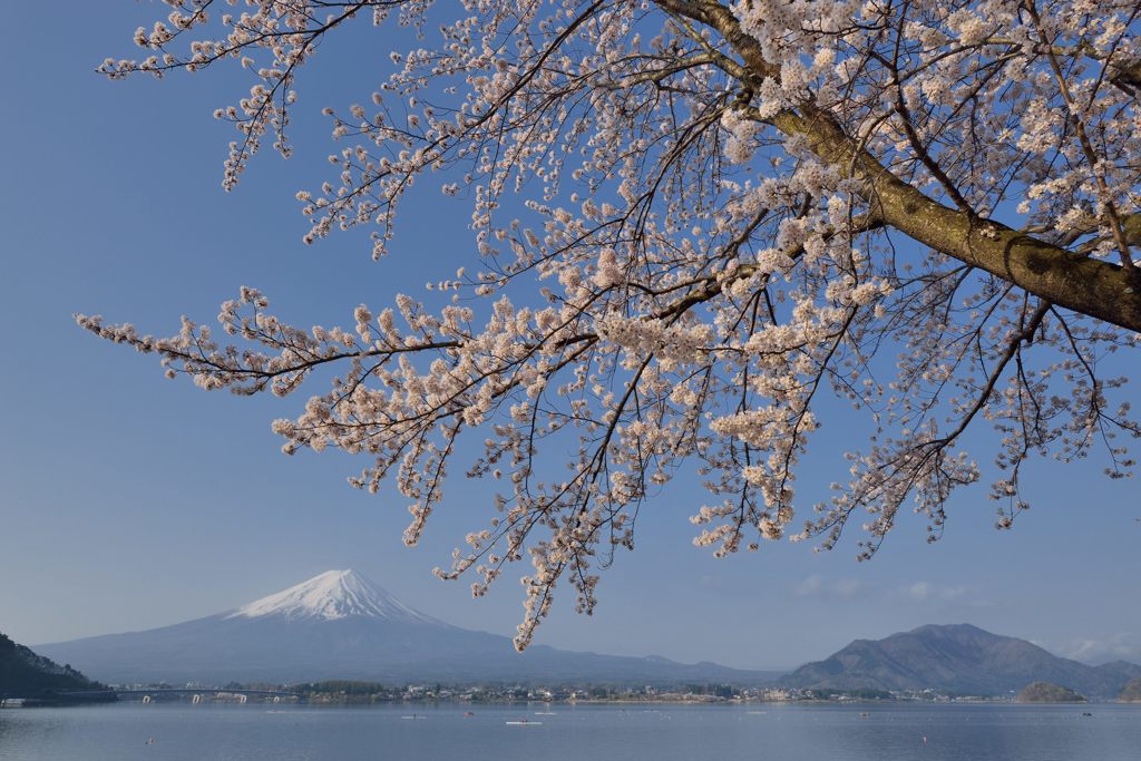 週末の富士山（新作440）