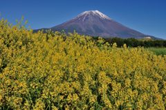 週末の富士山（新作456）
