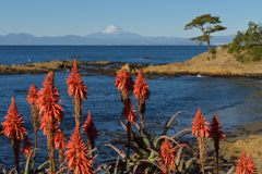 平日の富士山584