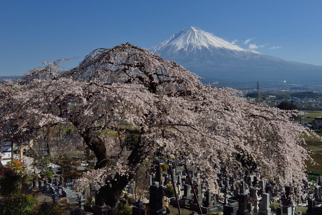 週末の富士山（新作1129）