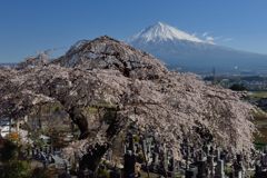 週末の富士山（新作1129）