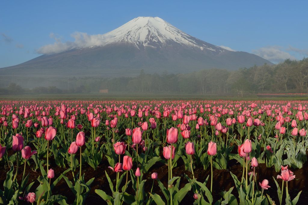 平日の富士山287