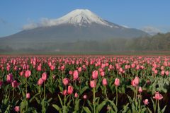 平日の富士山287
