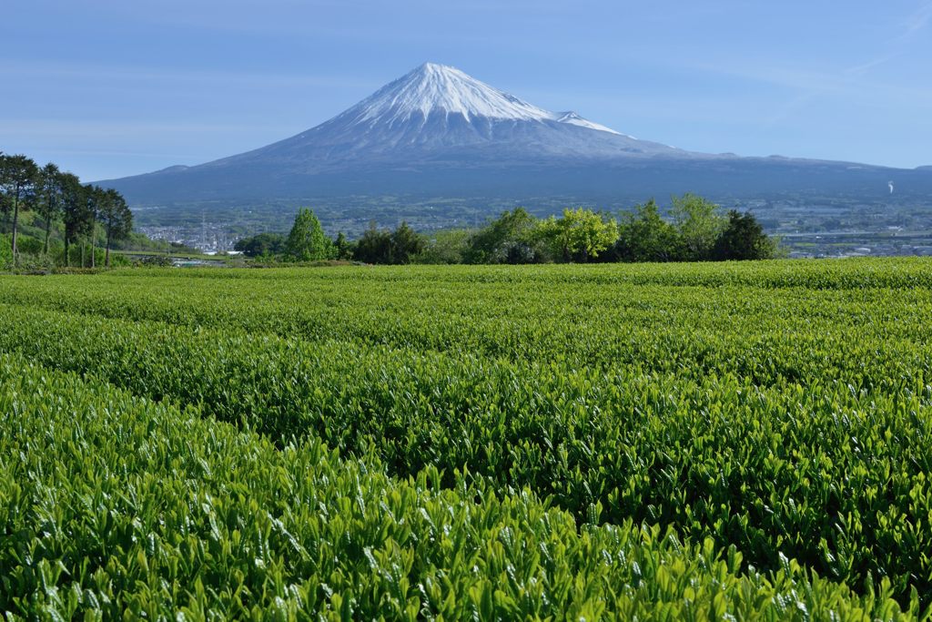 週末の富士山（新作1169）