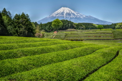 週末の富士山（新作651）