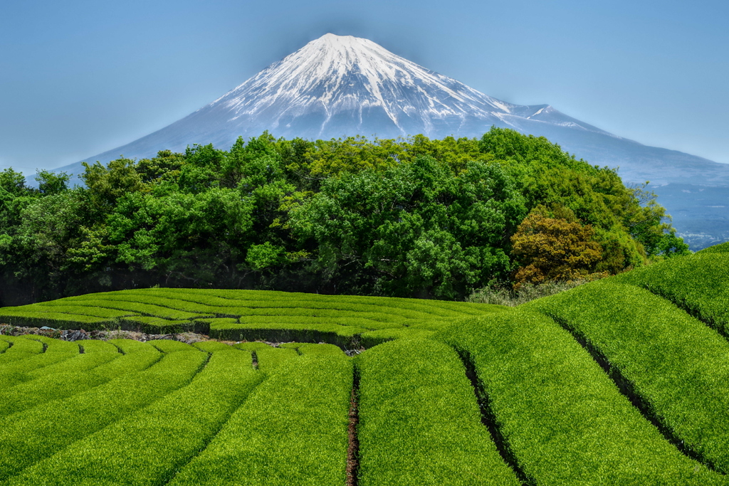 週末の富士山（新作650）