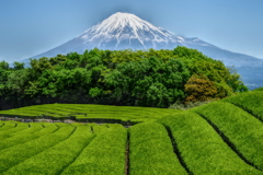 週末の富士山（新作650）