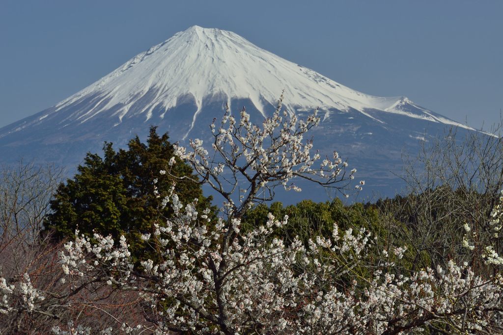 週末の富士山（新作170）