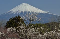 週末の富士山（新作170）