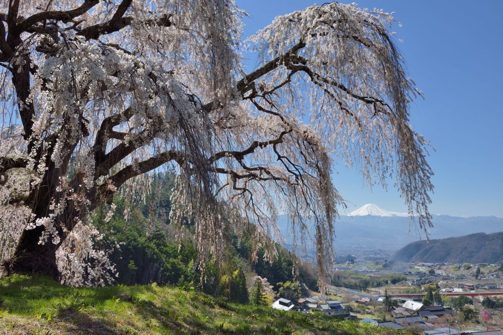 週末の富士山（新作1143）