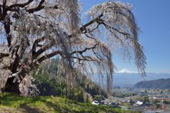 週末の富士山（新作1143）