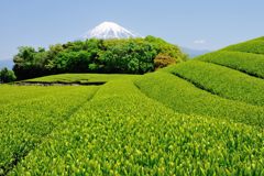 週末の富士山（新作623）