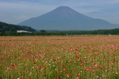 週末の富士山（新作949）