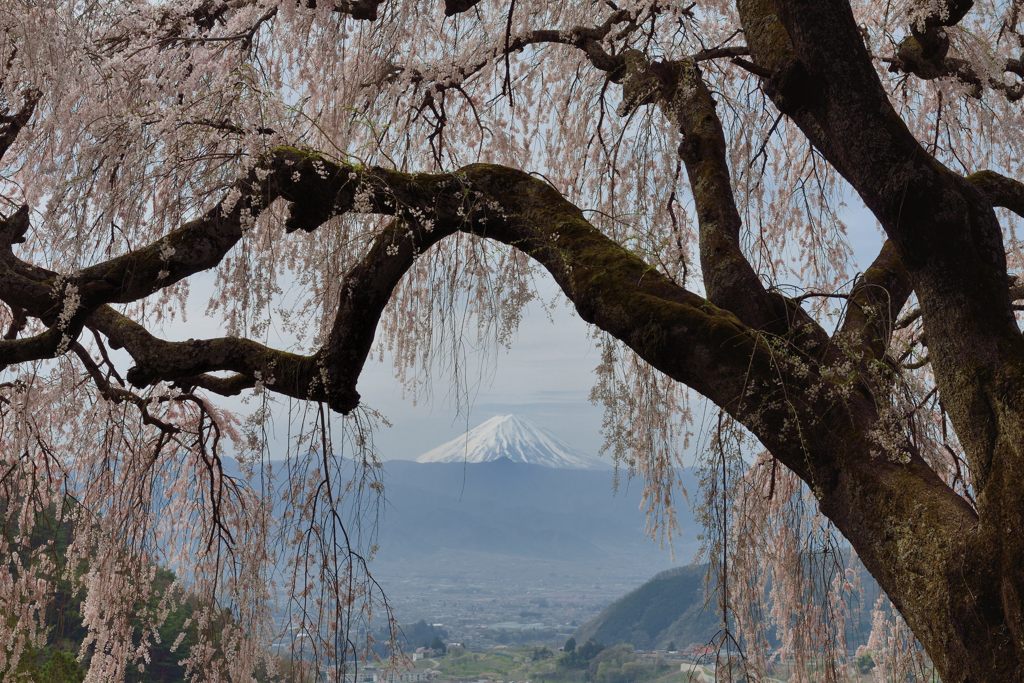 平日の富士山271