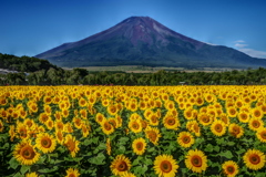 平日の富士山93