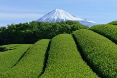 週末の富士山（新作1170）
