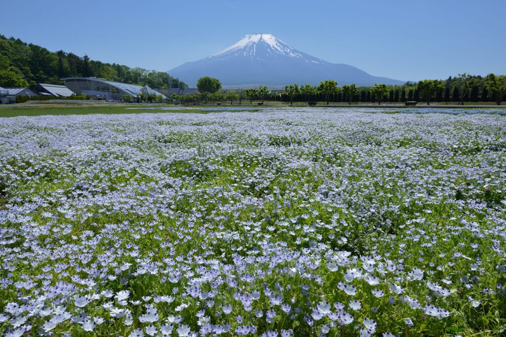 週末の富士山63