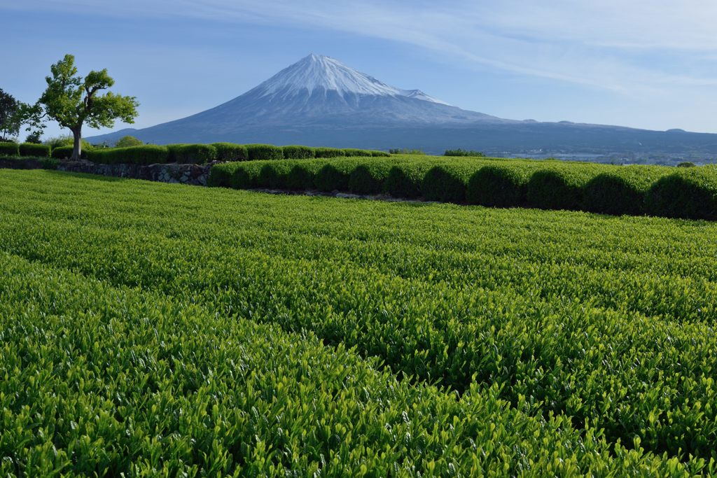 週末の富士山（新作1166）