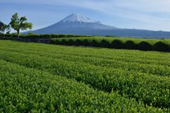週末の富士山（新作1166）
