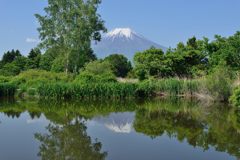 週末の富士山（新作909）