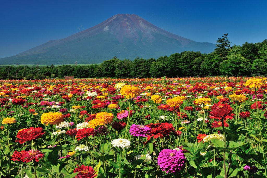 週末の富士山（新作271）
